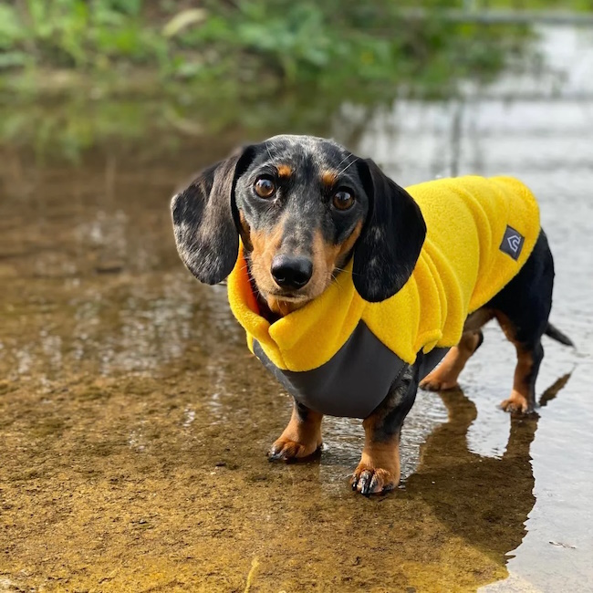 Mini Dachshund Fleece Jumper With Waterproof Belly Panel, Sunshine