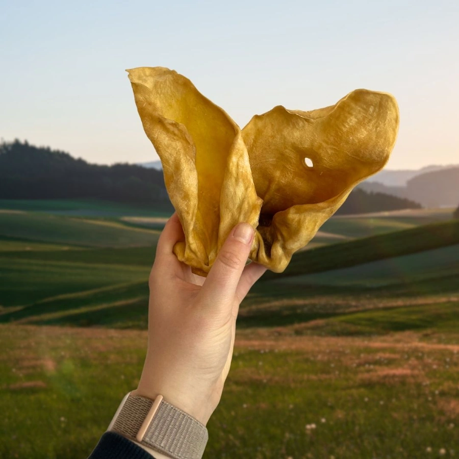 Cow Ears