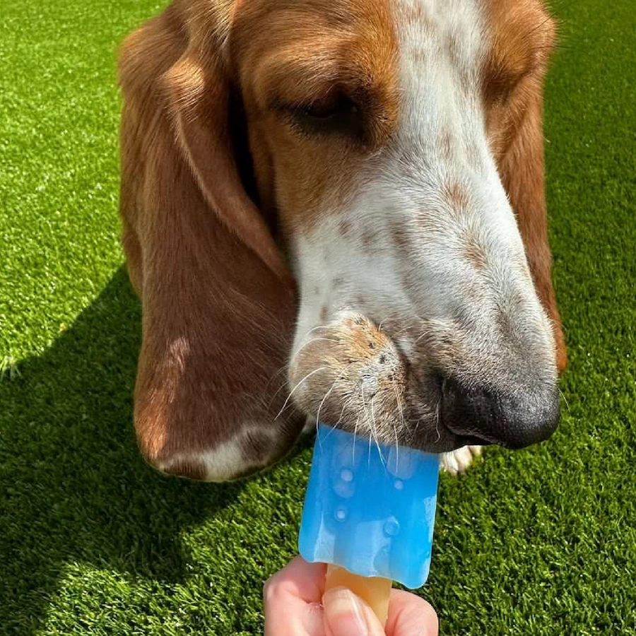 Ancol Small Bite Ice Teether