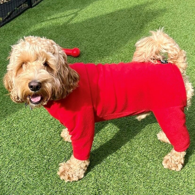 4 Legged Fleece Dog Suit, Red