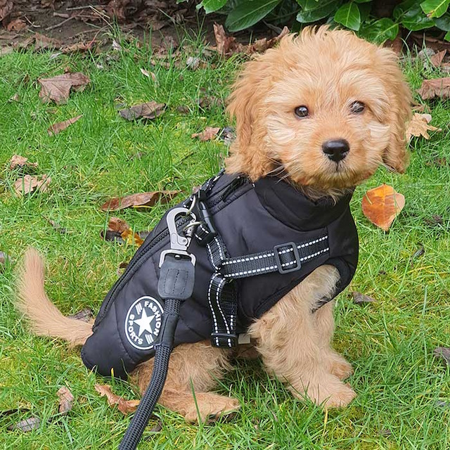 Waterproof Dog Coat with Harness, Black