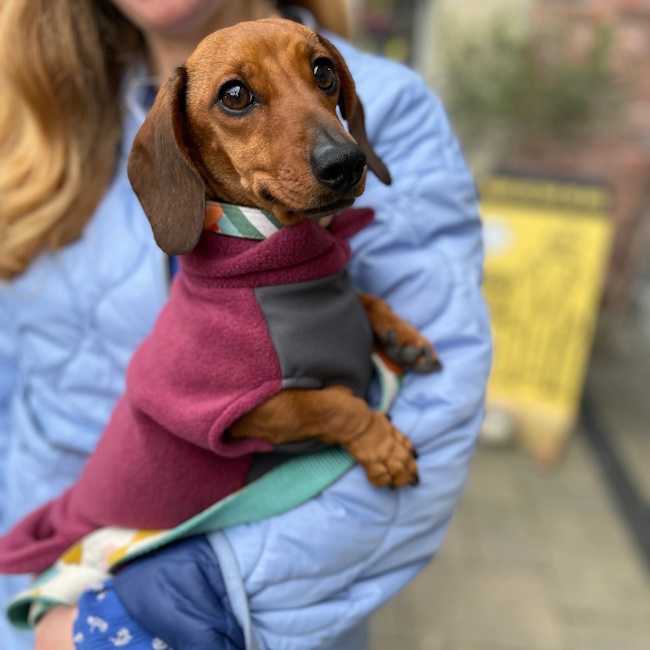 Mini Dachshund Fleece Jumper With Waterproof Belly Panel, Dusty Rose