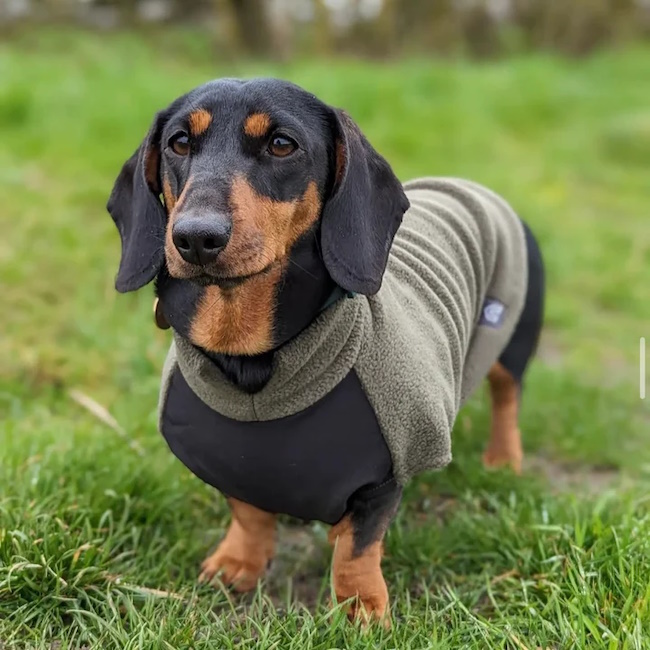 Mini Dachshund Fleece Jumper With Waterproof Belly Panel, Olive