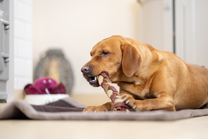 Christmas Braided Chew and Dog