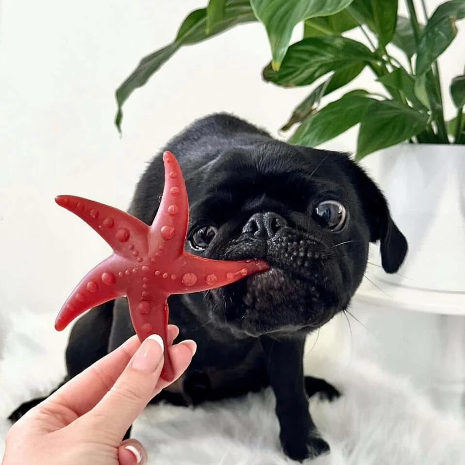 Pets Larder Starfish Chew