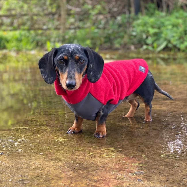 Mini Dachshund Fleece Jumper With Waterproof Belly Panel, Red