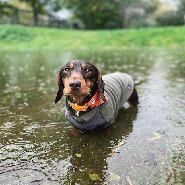 Mini Dachshund Fleece Jumper With Waterproof Belly Panel, Khaki