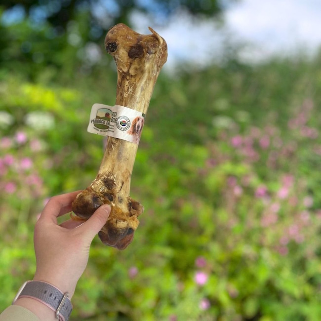 Ostrich Dino Bone