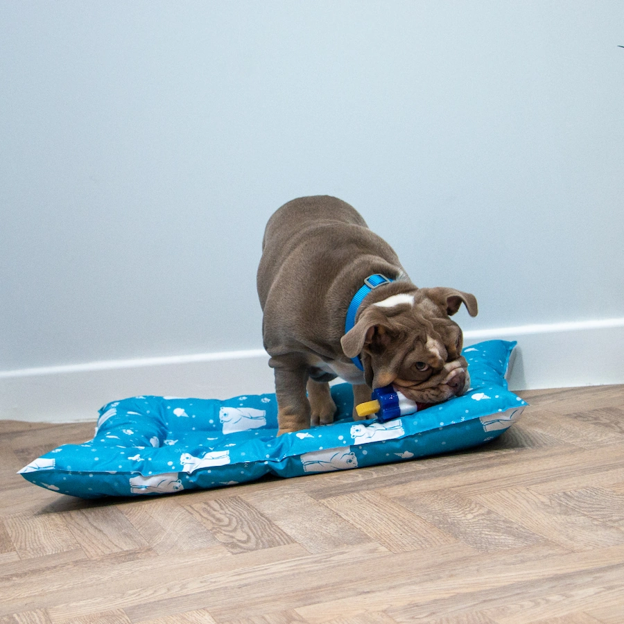 Ancol Ice Paws Cool Bed